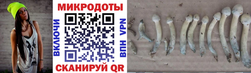 Псилоцибиновые грибы Psilocybe  Задонск 